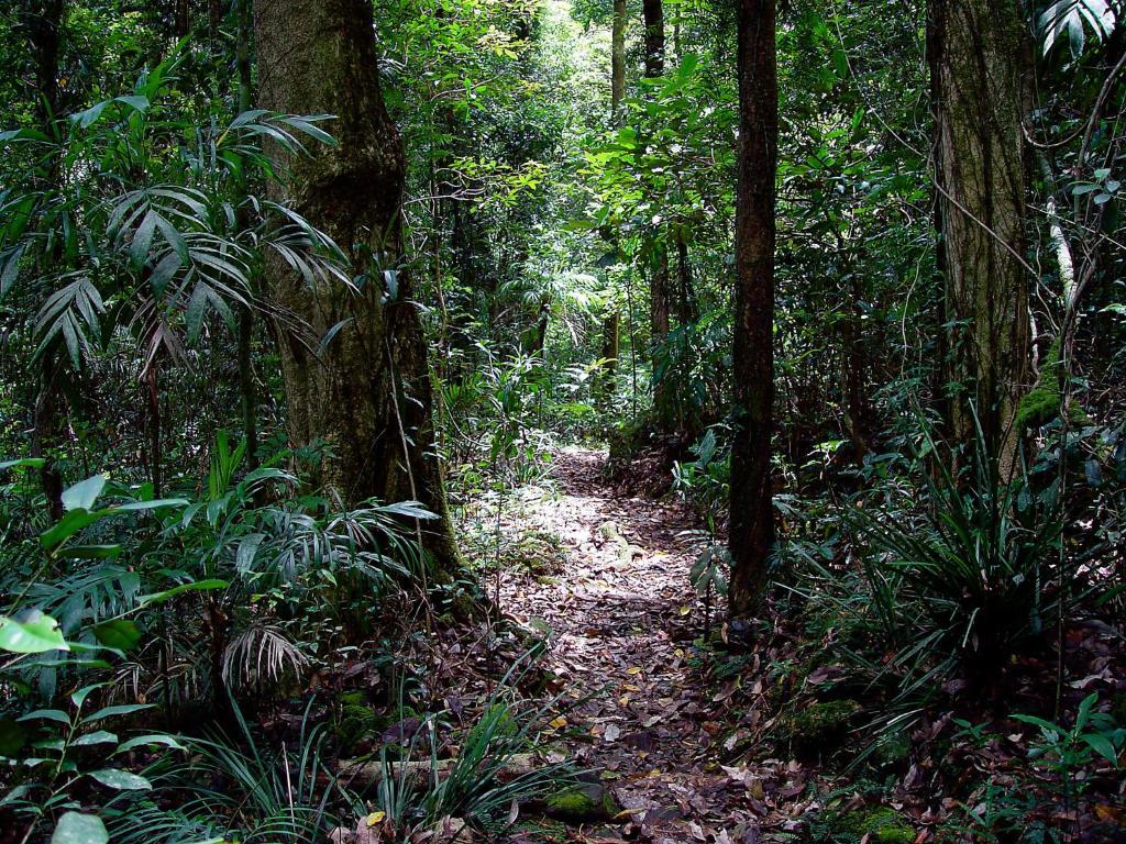 Springbrook Lyrebird Retreat Villa Exteriör bild