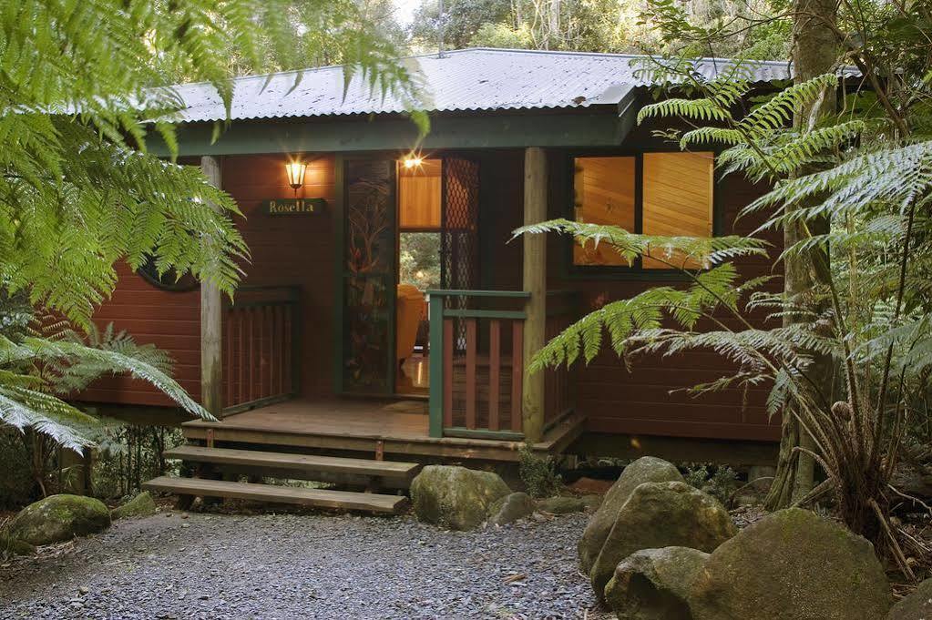 Springbrook Lyrebird Retreat Villa Exteriör bild