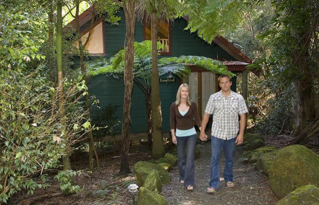 Springbrook Lyrebird Retreat Villa Exteriör bild